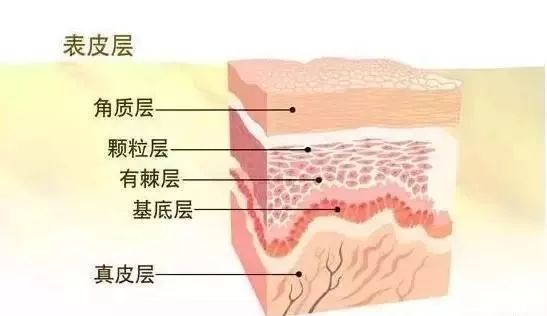 皮膚的基礎知識及護理要點！女人一定要懂