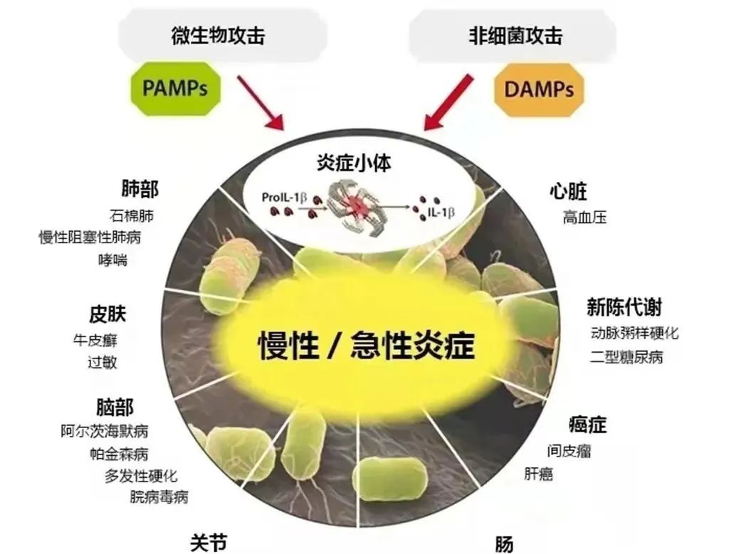 細胞?？膊〉淖锟準?，干細胞有效減輕炎癥反應(圖2)