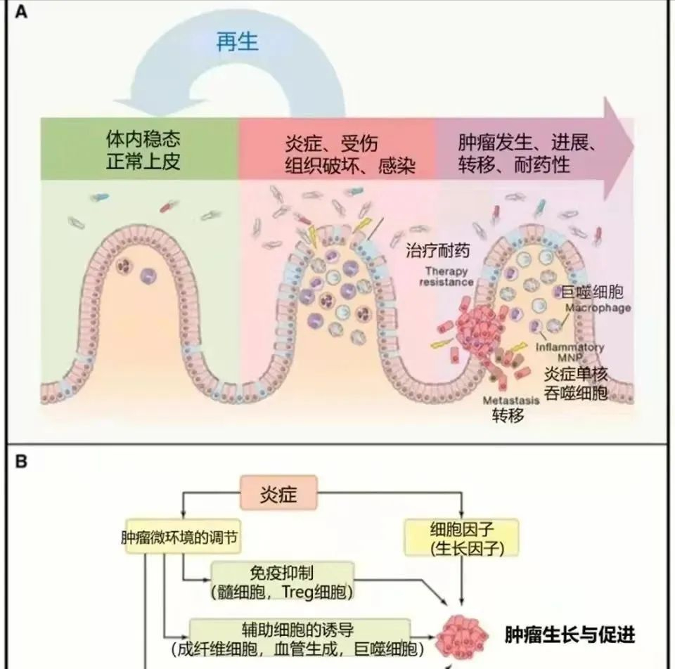 細胞?？膊〉淖锟準?，干細胞有效減輕炎癥反應(圖3)